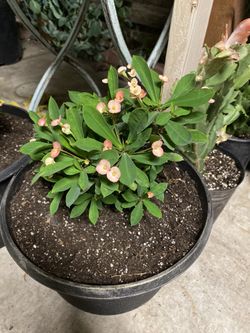 Corona de Cristo 25 cada Una color rojo rosa y rosa fuerte