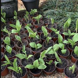Hosta Plants Foe Sale 2024