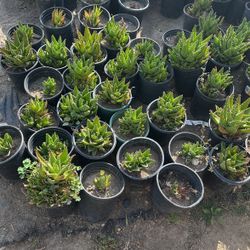Plants