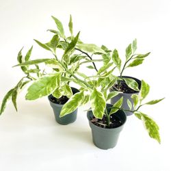 Devil’s Backbone Houseplant, 4” Container