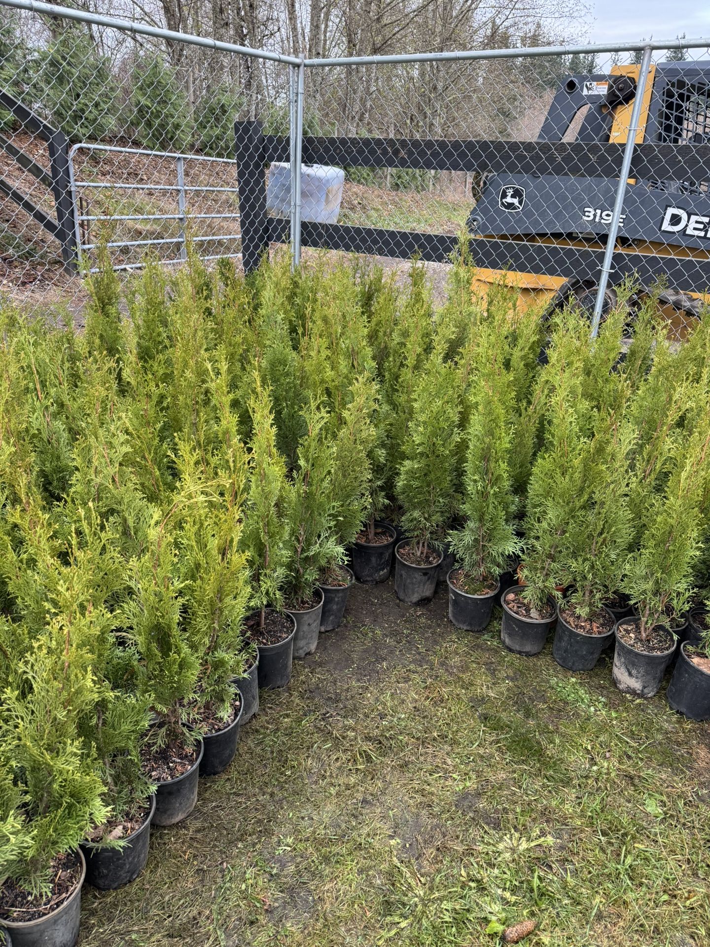 Emerald Green Arborvitae Trees