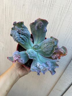 6” echeveria etna