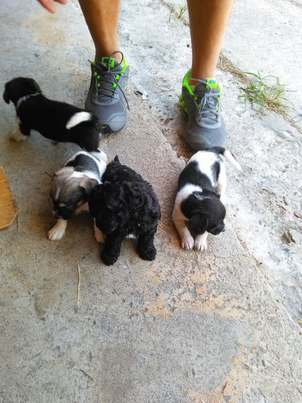 chihuahua con poodle