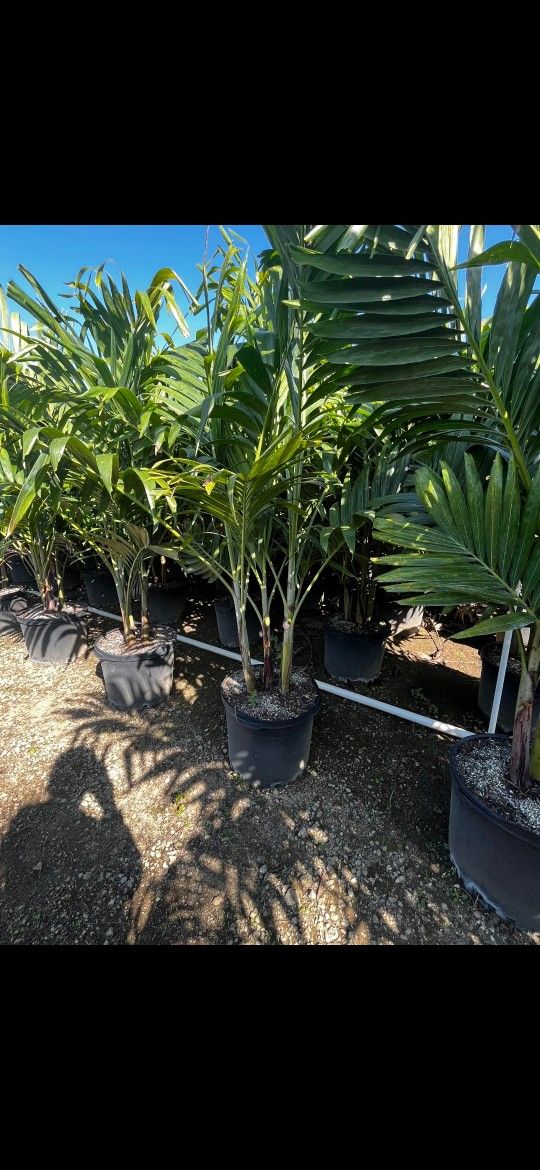15 Gallon Christmas Palms Triples