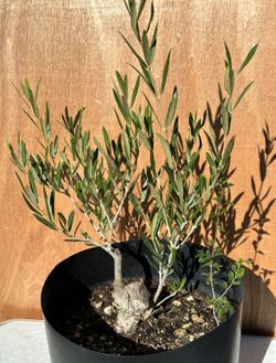 Olive Bonsai Tree