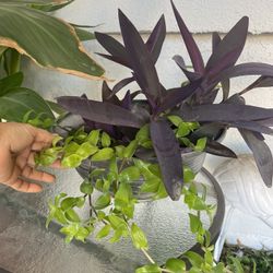 2 Plants In A Pot  For $10