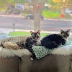 FREE File Cabinet, Cat Window Seat