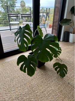 Large Healthy Monstera  Plant with Square Pot