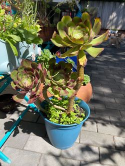 Plant with pot