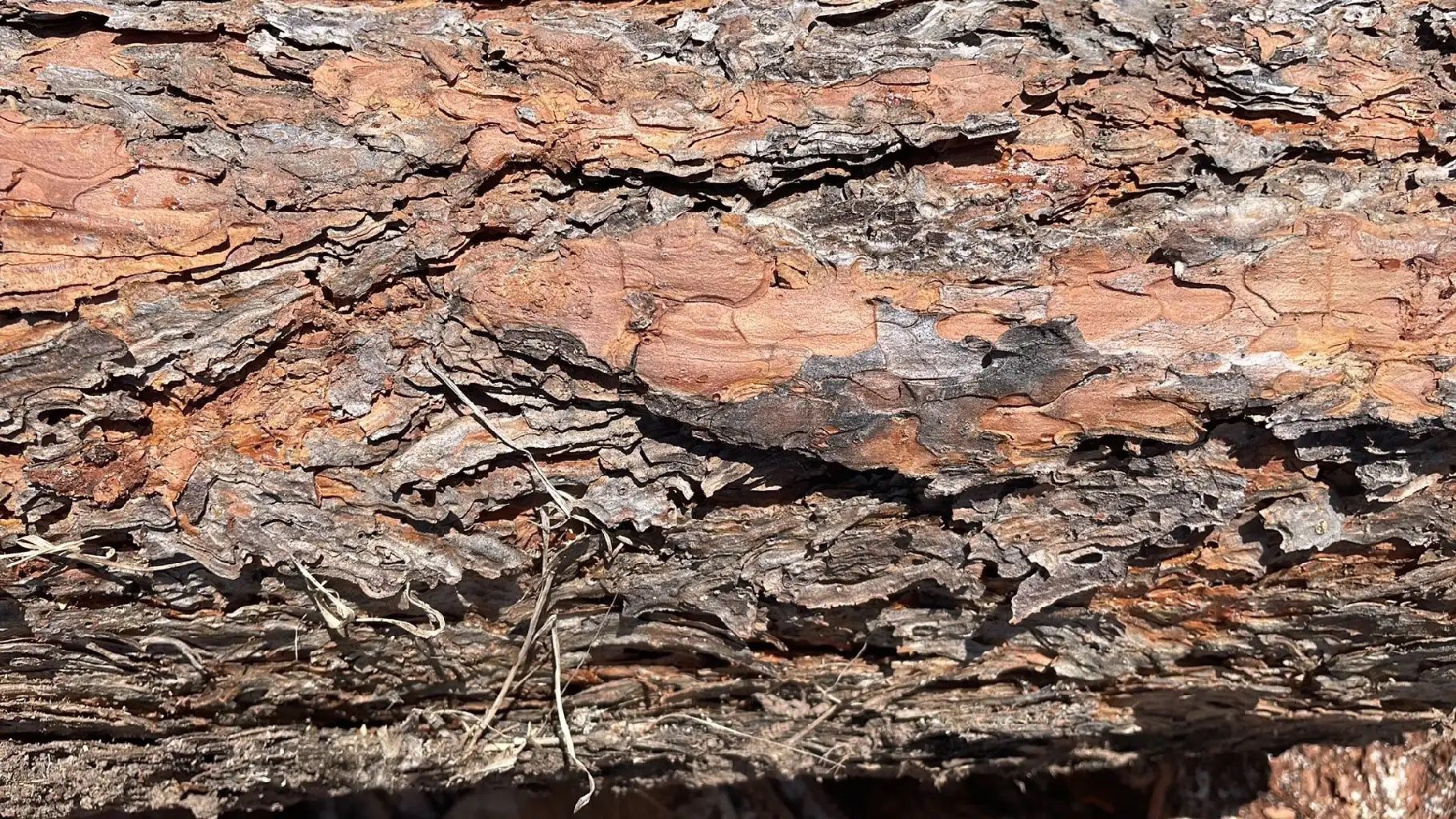 Split Local Firewood