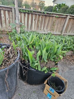 Canna Plant