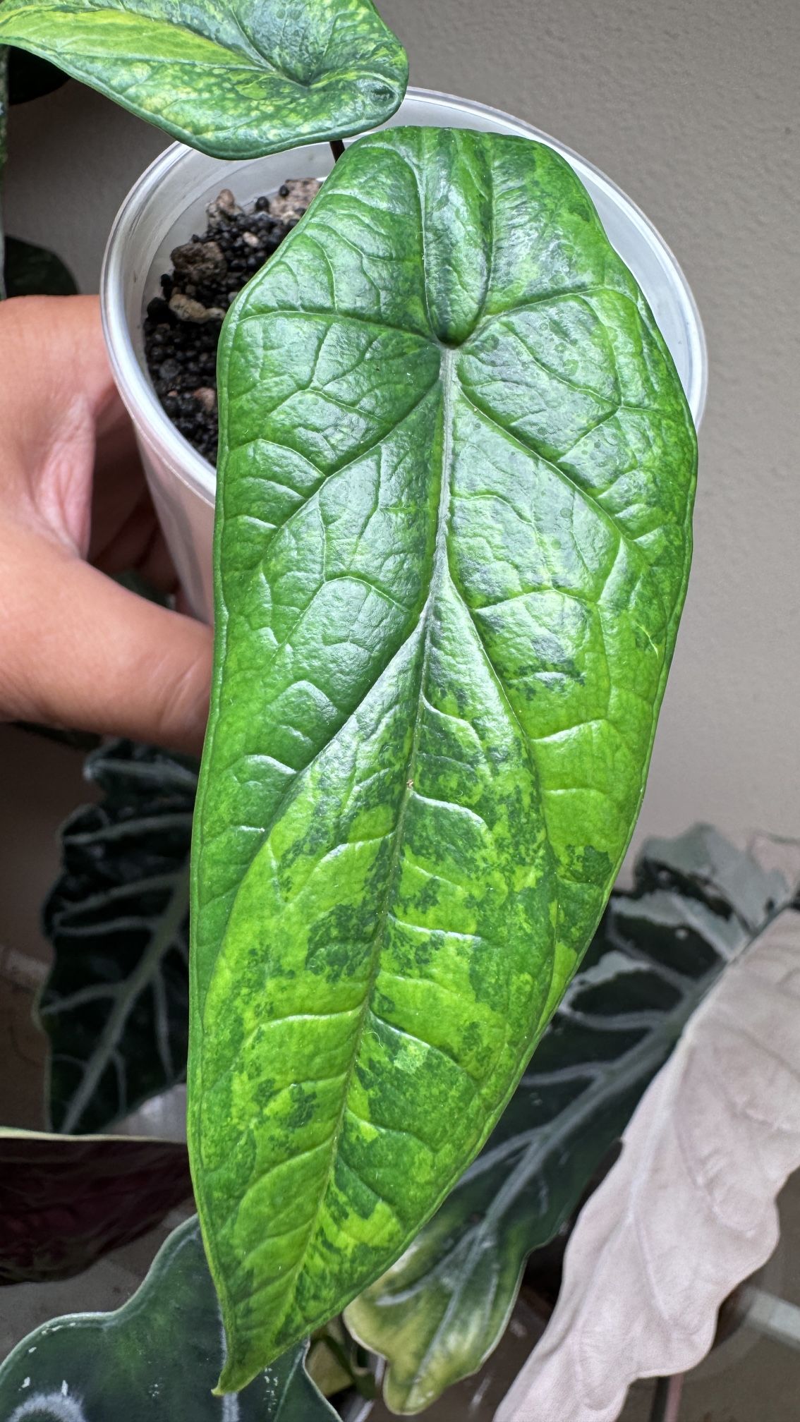 Alocasia Scalprum Aurea