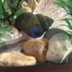 Large Mystery Snails also called Apple Snails
