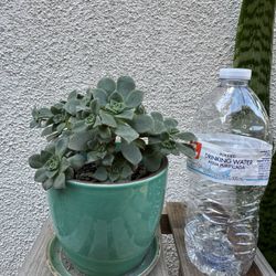 Aeonium Succulent Plant