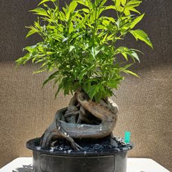 Old Tecoma Stans Yellow Bonsai Tree