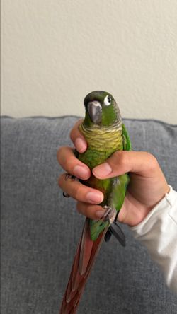 Conure