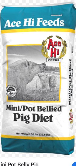 Pot belly pigs