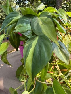 Philodendron Brasil
