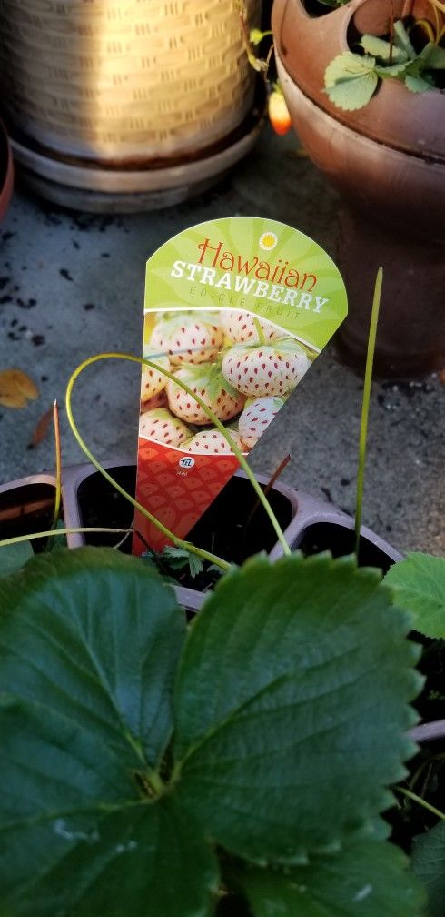 Hawaiian White Strawberry Plants