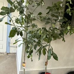 Pomelos Trees 5F The Tall $60 Each Price Firm 