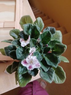 Violet Plants.