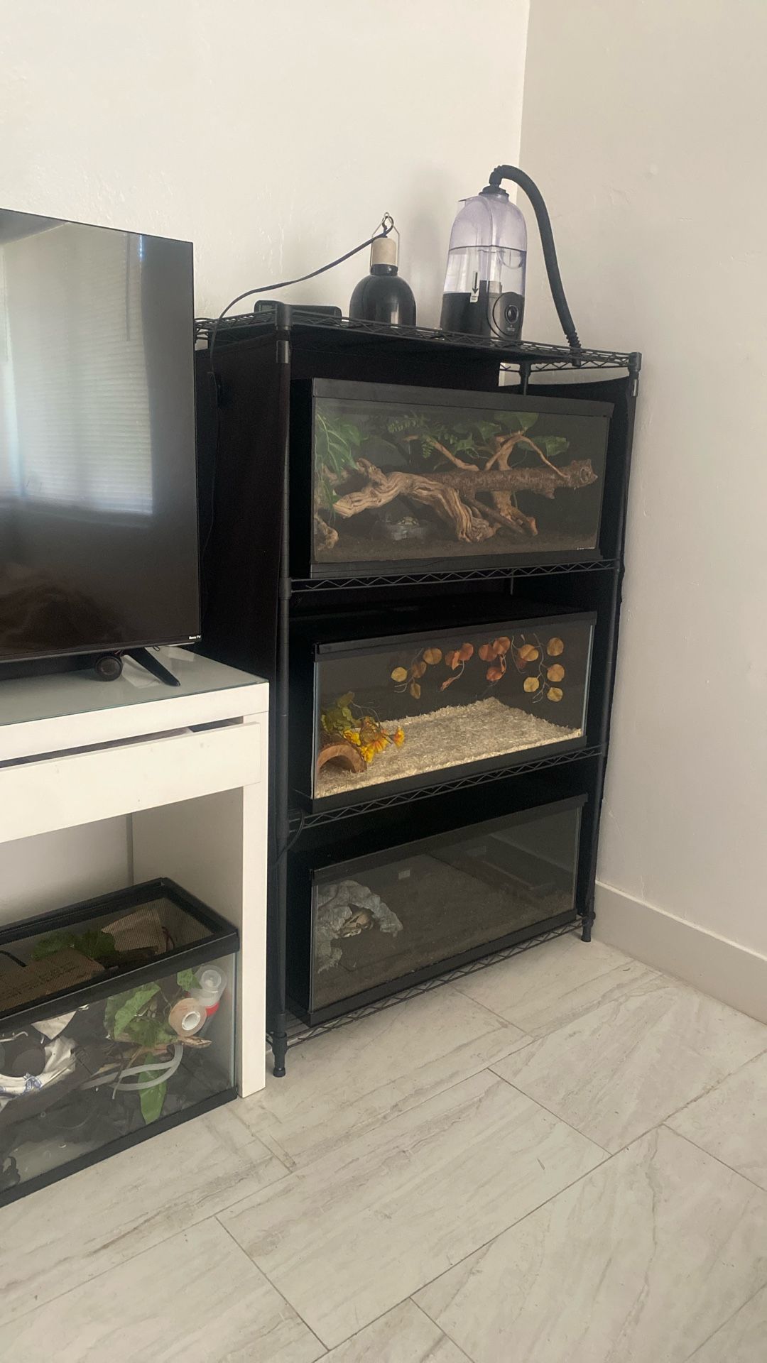 Tanks, Reptiles snakes