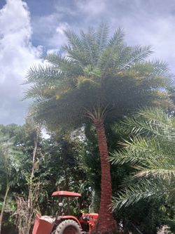 Sylvester Palm Trees Sale!$200 per ft. Of trunk 🌴