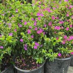 mexican Heather  plant  🪴 in  1gal low hedges  Blooms Year Around 