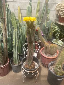 Cactus lobivia aurea Echinopsi Flor amarilla