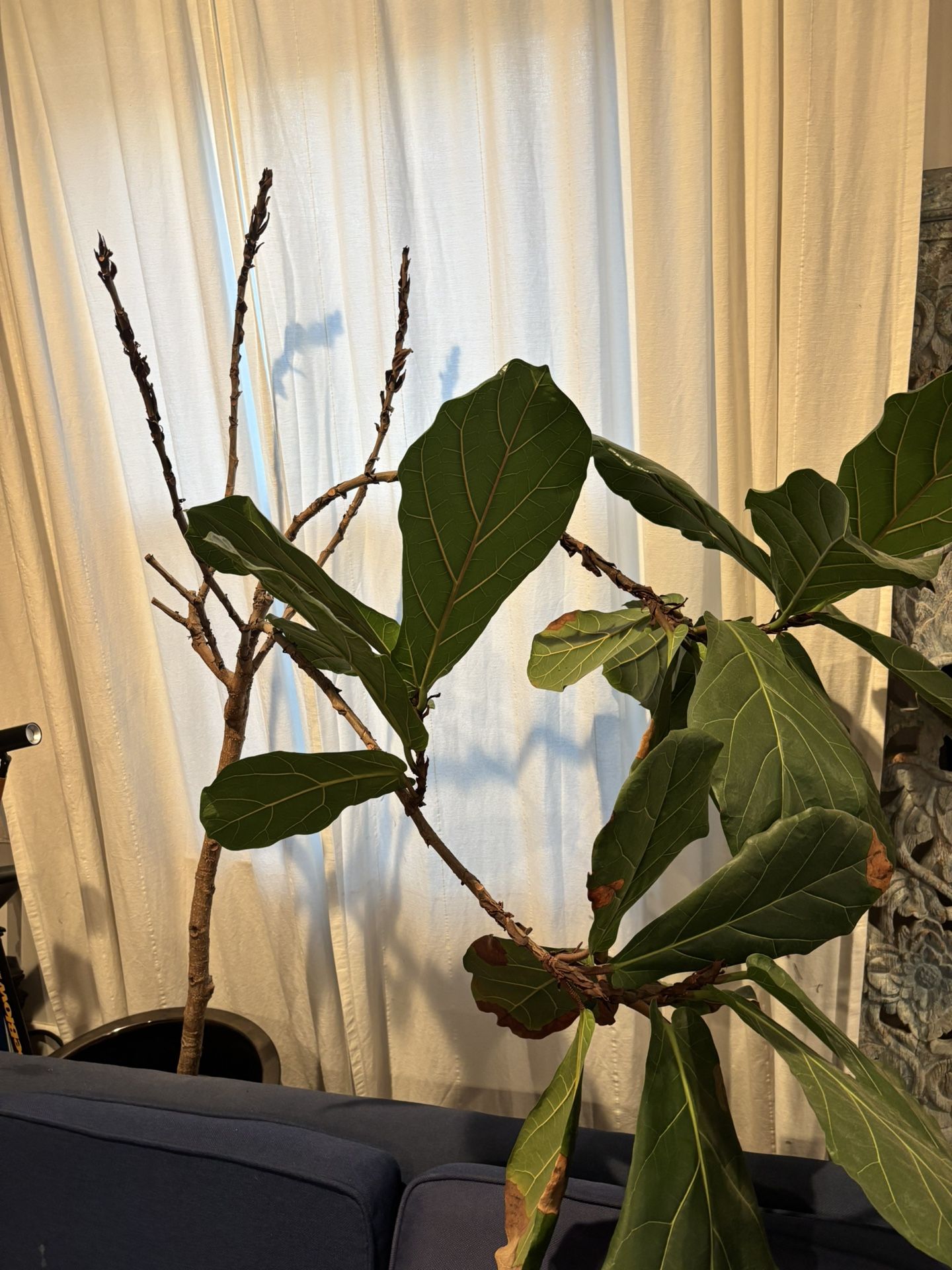 Fig Tree About 15 Years Old In A Large Beautiful Pot