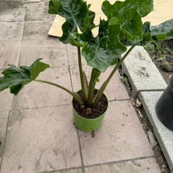Alocasia