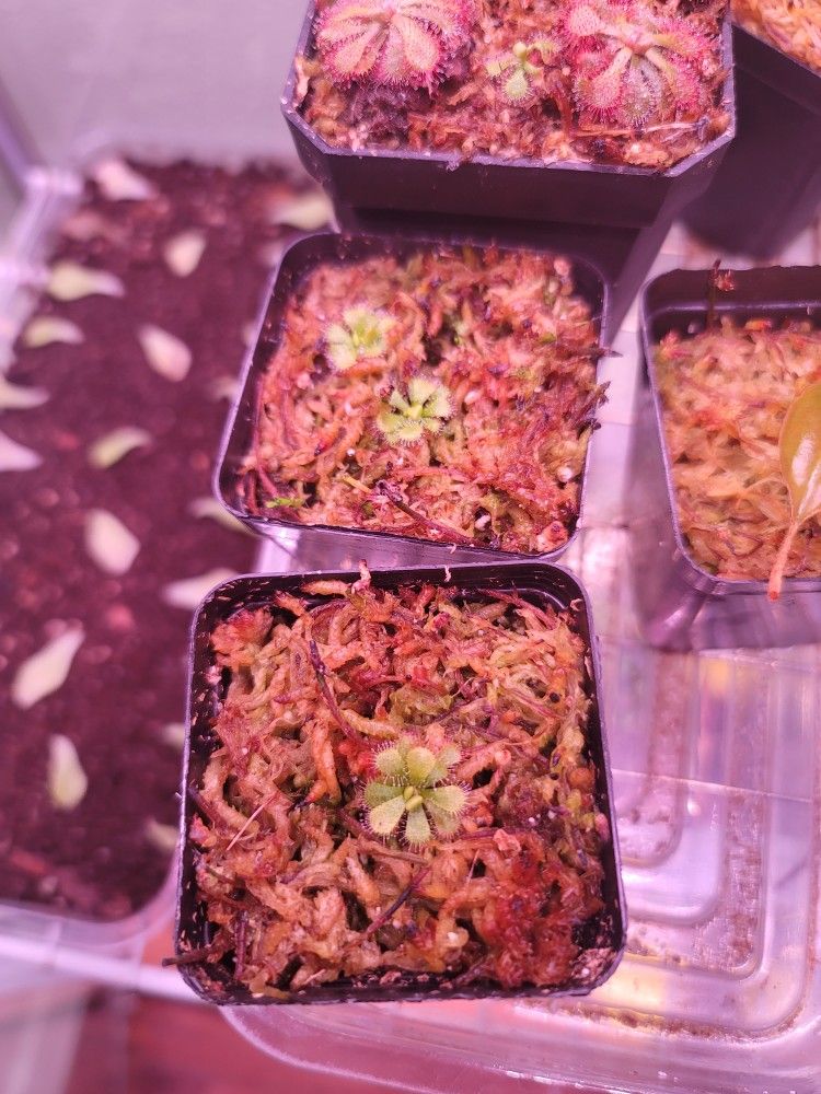 Sundew Drosera Natalensis