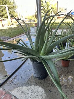 Aloe Vera Plant / Savila