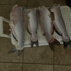 Channel Catfish Caught Daily