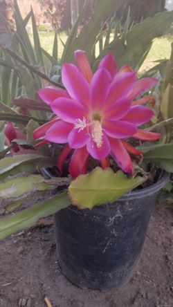 Beautiful Pink Very Easy To Take Care Of How Do You Have Babies For Sale $8 Each