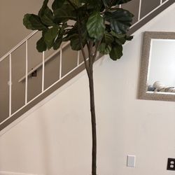 House Plant Fiddle Leaf Tree