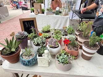 Succulents
