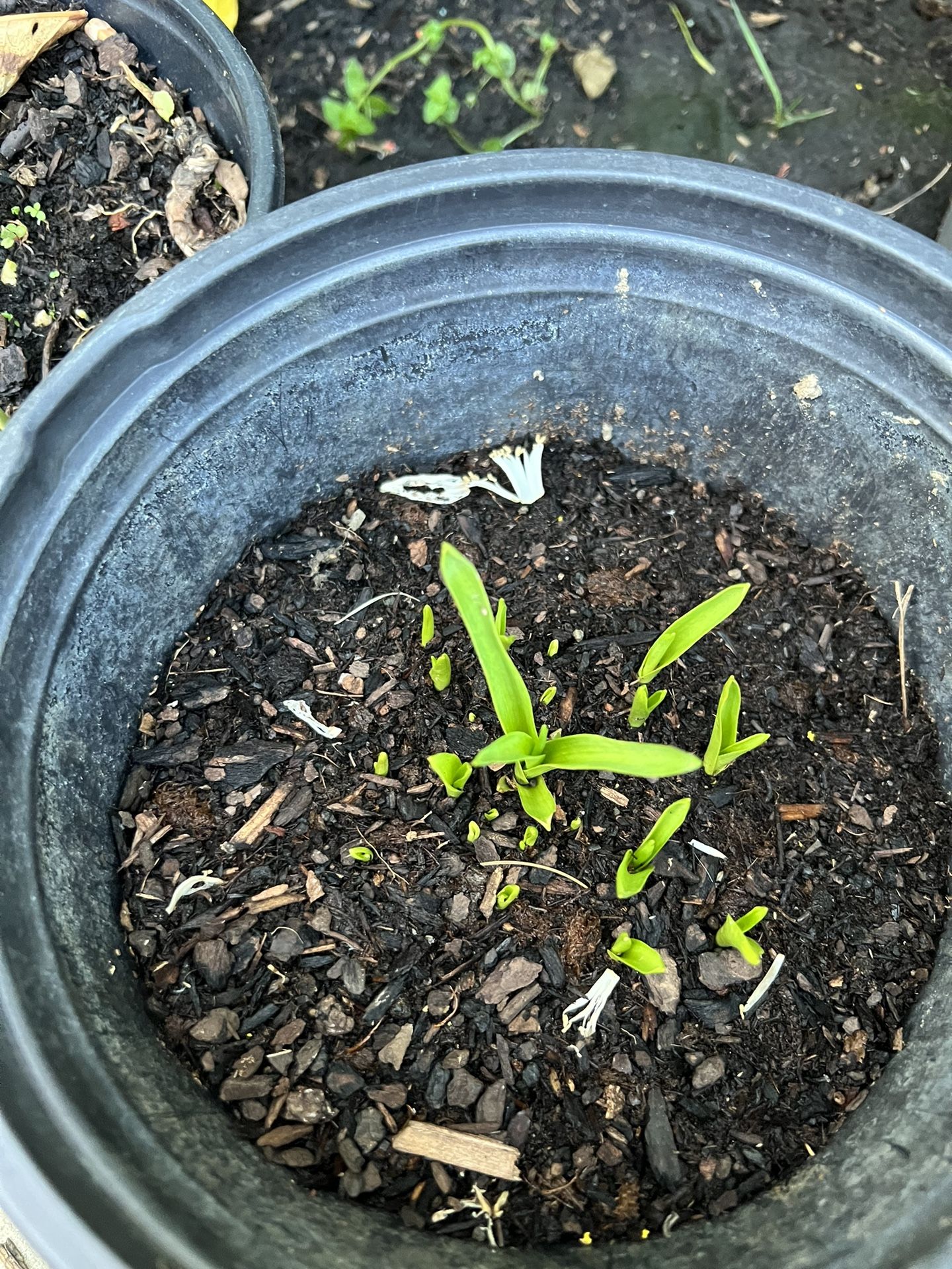 Tuberose Bulb for Sale in Roseville, CA OfferUp