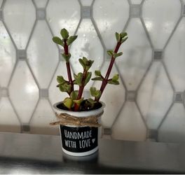 INDIVIDUAL  SUCCULENT PARTY GIFTS - $0.50 EACH