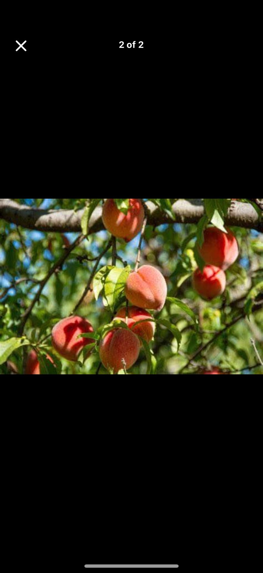 Peach Tree Red Heaven