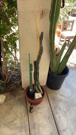Beautiful cactus collection!