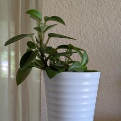Healthy Beautiful Indoor Plant ( Peperomia)