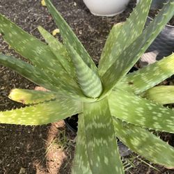Aloe Vera Plant  For $5