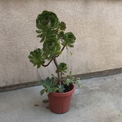 Beautiful Aeonium Succulent Plant