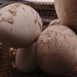 Goose Eggs