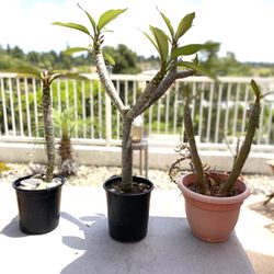 Plumeria Cuttings Potted Ready To Plant 