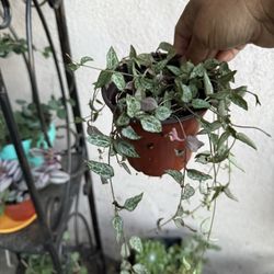 String Of Spade Smaller Pot 15 And The Other One 20 Or Both For 30