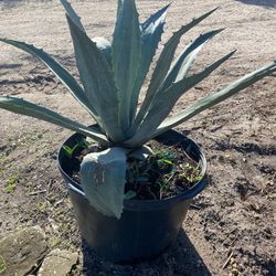 Agave 