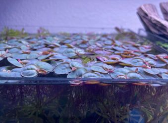 Red floater plants