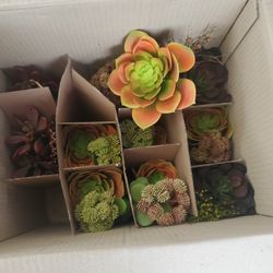 Suculentas  By Ikea Caja Con 12  Piezas